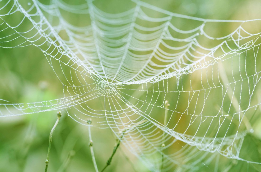 trap-subscription.jpg Close-up on a spider web in nature.
