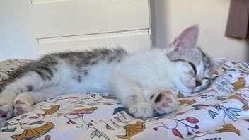 Un chaton allongé sur une table, les yeux fermés