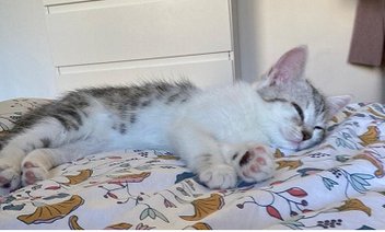 A kitten lying on a table, eyes closed