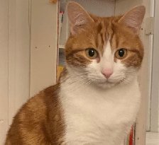 A white and orange cat sitting facing the camera